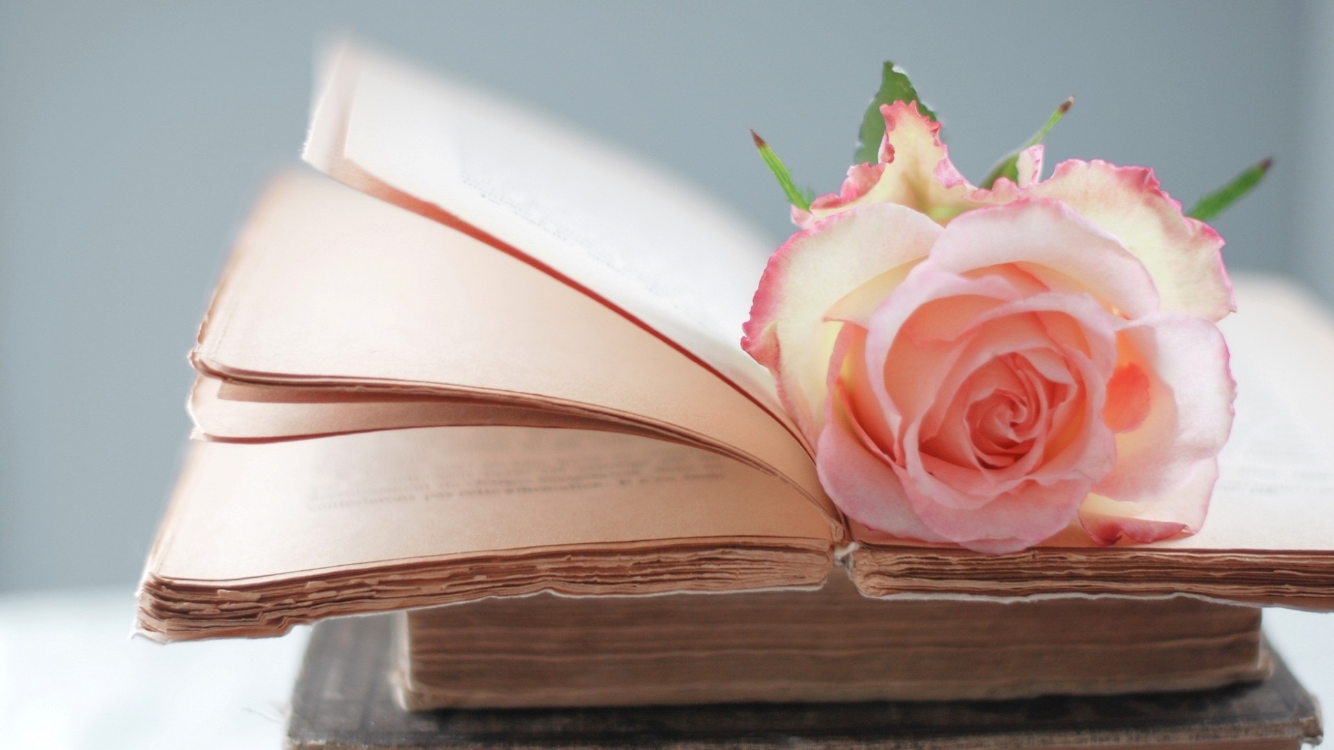 Reflection: Roses, Buds, and Thorns | Here Wee Read
