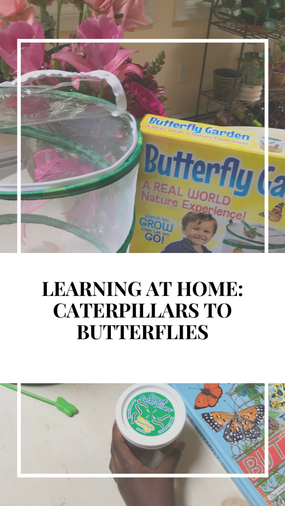Learning at Home: Caterpillars to Butterflies